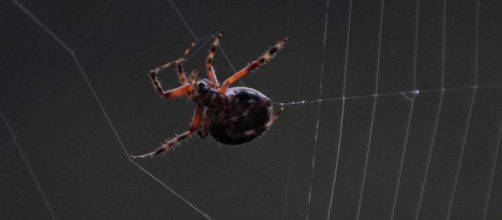 No nos comemos ocho ara&ntilde;as al a&ntilde;o cuando dormimos; cient&iacute;ficos - cuatro.com