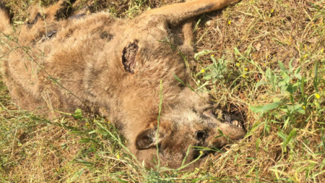 Il lupo trovato nella zona di Otranto.