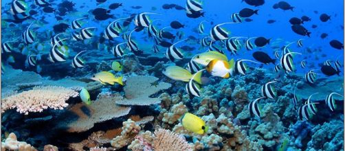 Apecto del fondo del mar. Public Domain.