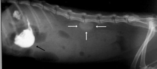 La obstrucci&oacute;n intestinal en perros y gatos puede ocasionar la muerte de la mascota