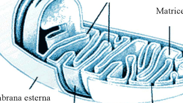 il mitocondrio, la centrale energetica cellulare