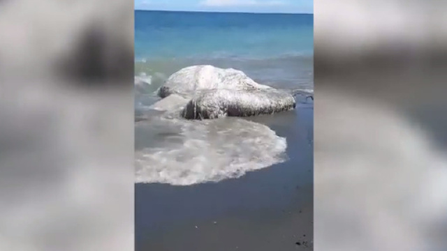 Una strana creatura marina gigante, pelosa e sfilacciata si &egrave; spiaggiata nelle Filippine.