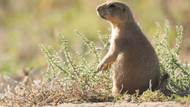 Usa, marmotta uccisa dai poliziotti