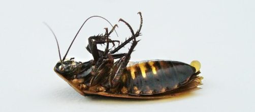 Sin veneno, elige una de estas recetas y acabe de vez con las cucarachas asquerosas