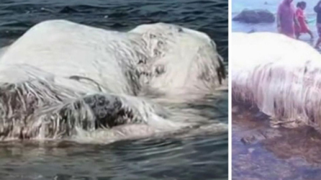 Filippine, sulla spiaggia compare una strana creatura | superEva - supereva.it