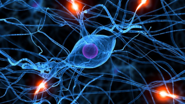 In alto, immagine che raffigura i neuroni del cervello