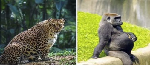 Algumas imagens de animais no per&iacute;odo de gesta&ccedil;&atilde;o