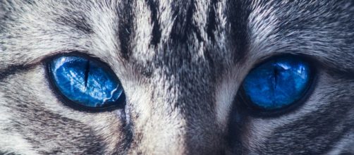 &iquest;C&oacute;mo crees que ver&aacute; tu perro, tu gato o tu canario?