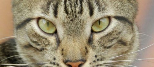 Los gatos esos peque&ntilde;os tiranos