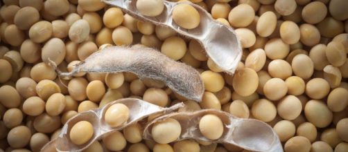 Soya: conoce los beneficios de la reina de los granos