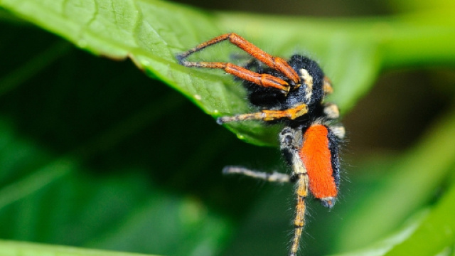 Macro Aracnidi/617 Philaeus chrysops (Ragno saltatore rosso) - lorenzifoto.it