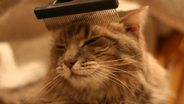 Una donna di 38 anni &egrave; morta mentre spazzolava il suo gatto, colpita da una violenta crisi respiratoria per una reazione allergica.