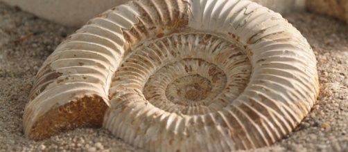 Aspecto de un f&oacute;sil. Public Domain.