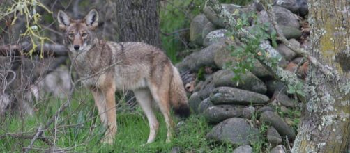 Coyote in California (Image credit &ndash; Steve Thompson, Wikimedia Commons)