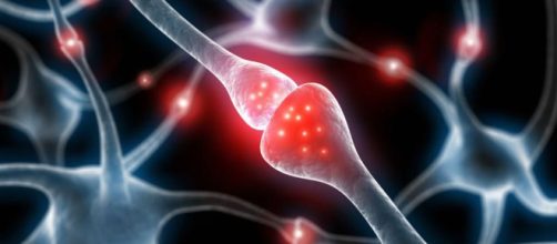 Cient&iacute;ficos traspasan memorias a caracoles