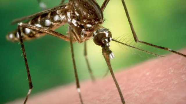 Allergia alle zanzare: sintomi, rimedi e omeopatia | Tanta Salute - tantasalute.it