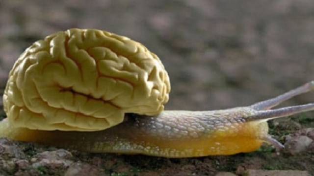 Fonte: https://www.express.co.uk/news/science/676614/Snails-have-TWO-brain-cells-Molluscs-controller-motivator