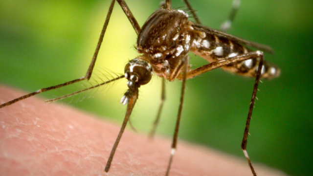 Malaria: scoperto l'pdore della malattia, di cosa si tratta