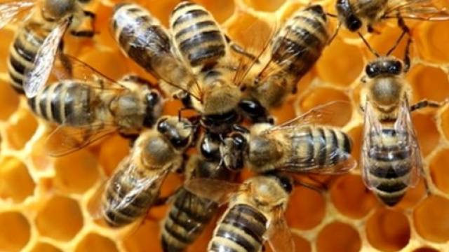 Strage di api causata dall'abuso di pesticidi: ecosistema veneto ... - trevisotoday.it