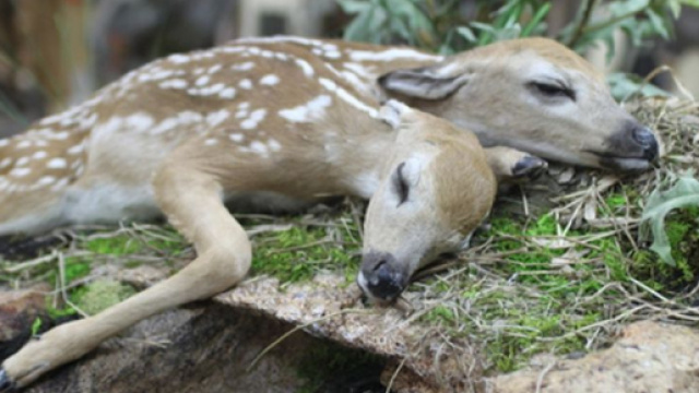 Usa, cervo con due teste nel bosco