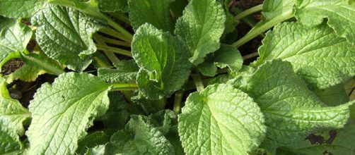 6 Plantas medicinales para la pr&oacute;stata :: Hierbas para la pr&oacute;stata - innatia.com