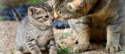 3 cosas que tal vez no sab&iacute;as sobre animales