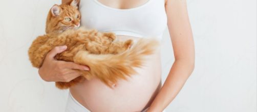 Gatos y embarazo, &iquest;qu&eacute; hay que saber de la toxoplasmosis?