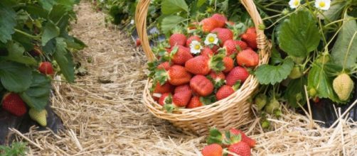 Las fresas de Huelva que son recogidas por inmigrantes en condiciones muy sospechosas, seg&uacute;n la Prensa alemana.