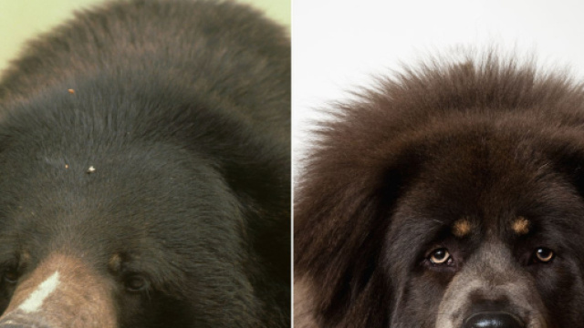 Cina, scambia orso per un cane