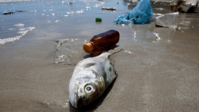 Come la micro-plastica contamina il pesce che mangiamo ... - greenreport.it