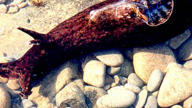 Esemplare di Aplysia californica