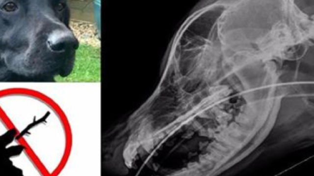 Un gioco che tutti facciamo col nostro cane, ma molto pericoloso