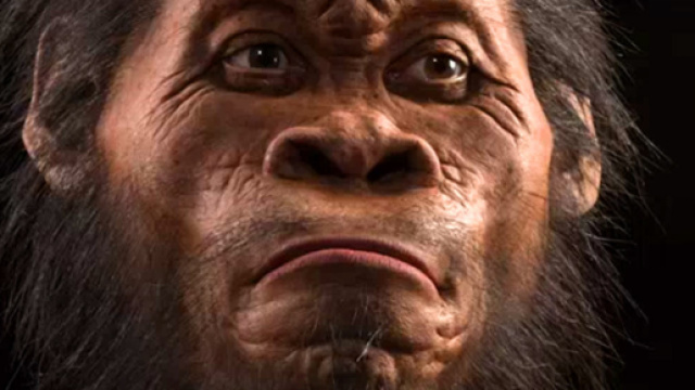 In alto, immagine dell'Homo Naledi