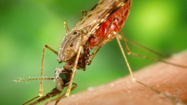 Malaria: possibile riconosce dall'odore gli infetti e i potenziali infetti