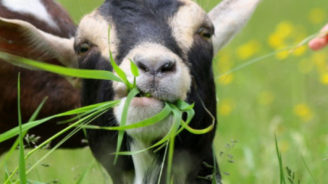 Roma: capre e pecore per tosare l'erba dei parchi
