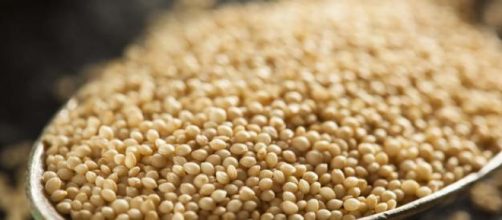 Amaranto, el alimento de los dioses