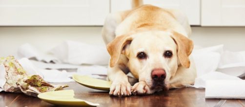 &iexcl;Este perro lo destroza todo, ayuda!