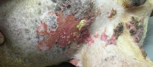 La enfermedad de Cushing en el perro suele cursar con signos dermatol&oacute;gicos recurrentes