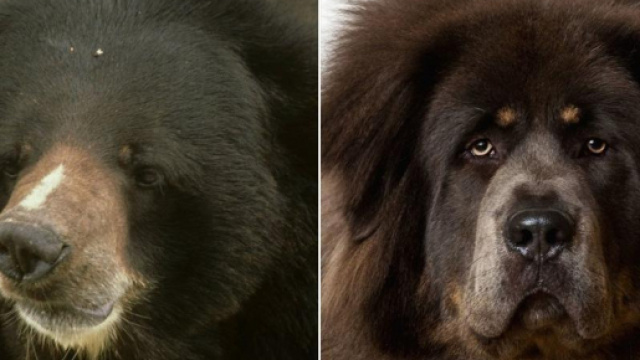 In Cina una famiglia ha acquistato cucciolo di orso nero asiatico (a sinistra) credendo che fosse un mastino tibetano (a destra).