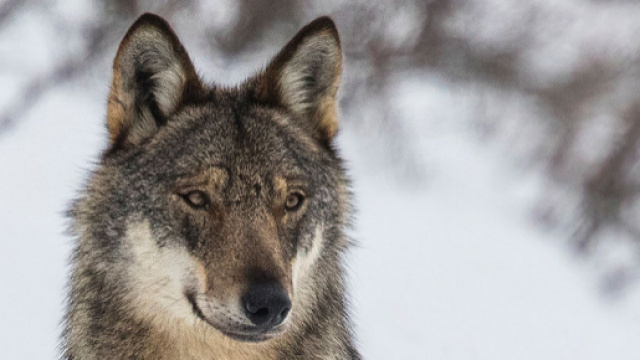 Le loup, esp&egrave;ce connue et pourtant mourante