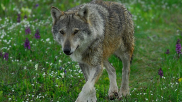Lupo (canis lupus italicus), le ultime notizie