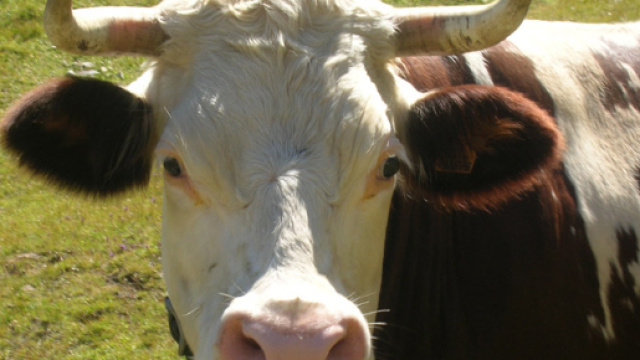 Verde di Roma: l'assessora rilancia e annuncia: 'arriveranno le mucche'