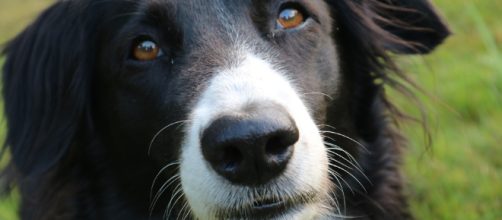 Por ahora ha hecho que los ratones y los gusanos sean m&aacute;s longevos, pero ahora la rapamicina tambi&eacute;n se prueba en las mascotas