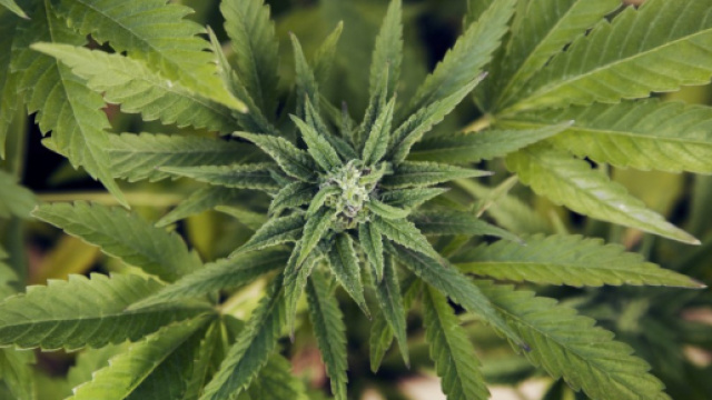 Cannabis ed epilessia: 9 cose da sapere - Panorama - panorama.it