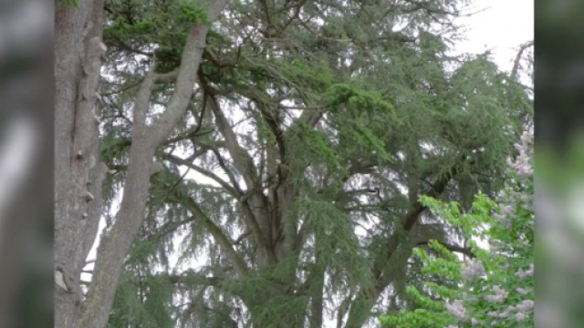 Le c&egrave;dre du Liban de Gen&ccedil;ay, menac&eacute; d'abattage.