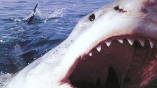 Lo squalo bianco &egrave; il pi&ugrave; grande pesce predatore presente sul nostro pianeta