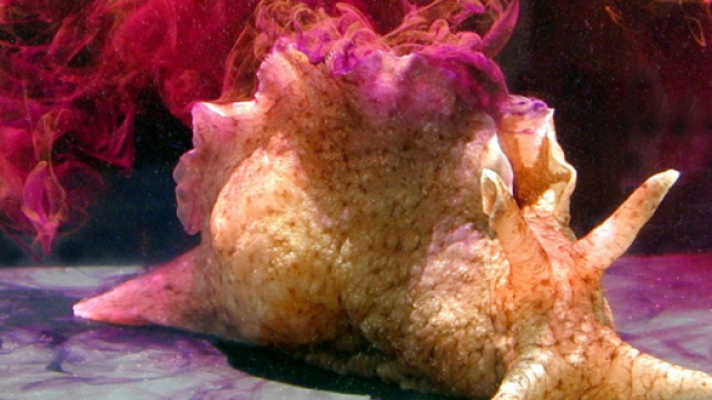 RNA impiegato per trasferire i ricordi tra le lumache