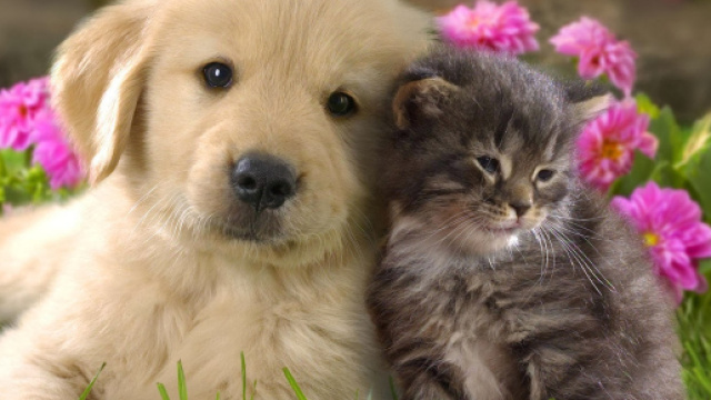 cani e gatti in Cina sono vittime del festival dog meat