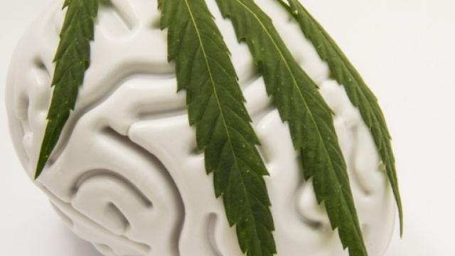 Fonte: https://www.civilized.life/articles/how-marijuana-affects-the-brain/