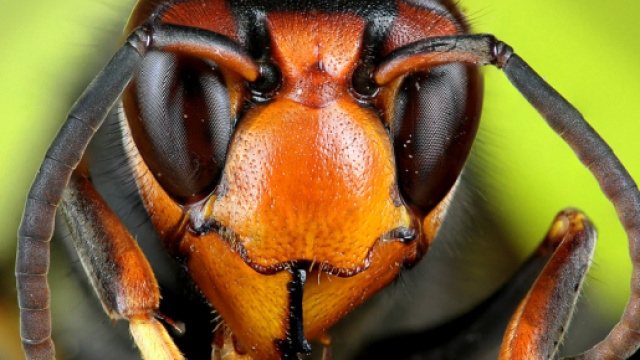 Primo piano del capo di un esemplare adulto di Vespa velutina